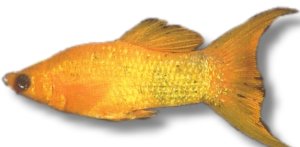 gold molly l.f. (3 - 4 cm)