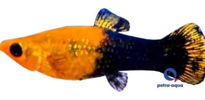 gold black molly (3 - 4 cm)