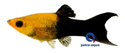 gold black lyra molly (3 - 4 cm)