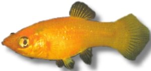 gold molly (4 - 5 cm)