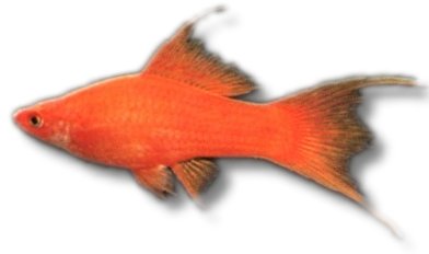 red lyra (5 - 7 cm)
