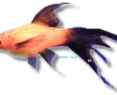 Swordtail Ada Red Lyra (Xiphophorus helleri ada red lyra) 5–6 cm
