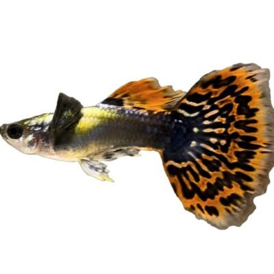 Poecilia reticulata male elephant ears 3–4 cm