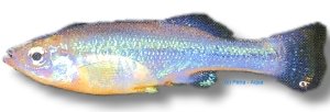 xantusi (4 - 6 cm)