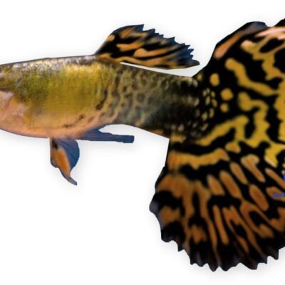 Poecilia reticulata male tiger 3–4 cm