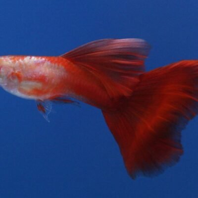 red neon albino (3 - 4 cm)