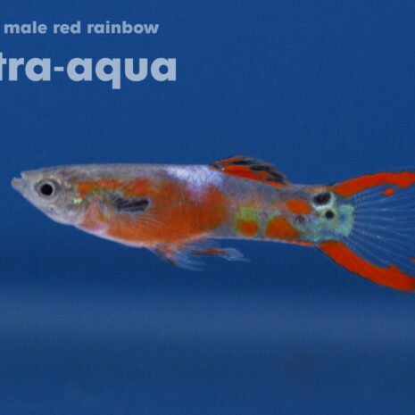petra-6503 petra-6503