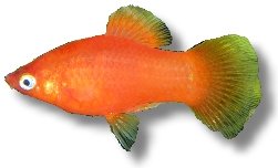 Platy Red (Xiphophorus maculatus red) XL