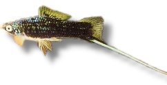 Swordtail Black (Xiphophorus helleri black) 5–6 cm
