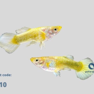 Poecilia ret. (in pair) full gold vietnam 3–4 cm