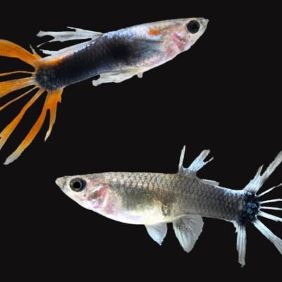 hb red crowntail (2 - 3 cm)