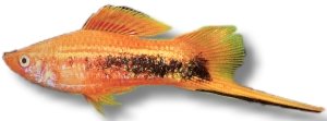 tuxedo (5 - 6 cm)
