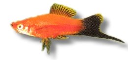 red wagteil (5 - 6 cm)