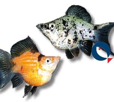 Poecilia latipinna ballon molly mix 5–6cm