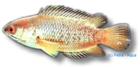 testudineus (6 - 8 cm)