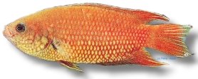 signata (4,5 - 5,5 cm)