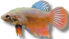 Libby Betta, Split-Tailed Betta (Betta spl. male female mix) 3,5–4 cm