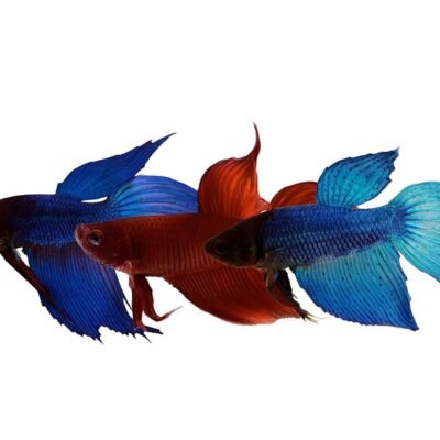 veiltail mix (XL)