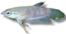 pugnax (4 - 6 cm)