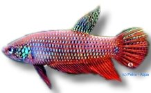 smaragdina (4 - 5 cm)