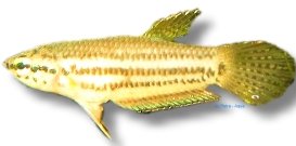 picta (4 - 5 cm)