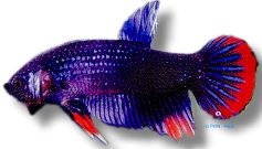 imbelis penang (2 - 3 cm)