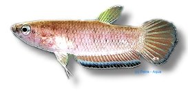 simplex (3,5 cm)