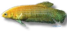 Slim Betta, Slender Betta (Betta bellica) 4 cm