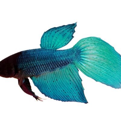 veiltail green (XL)
