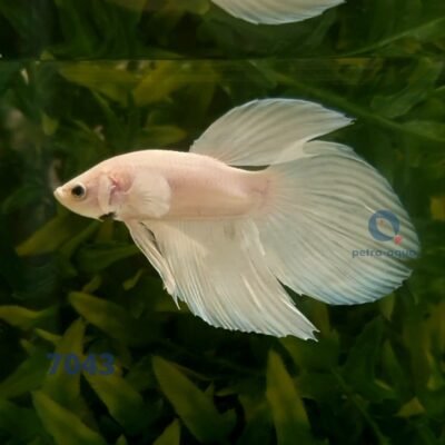 veiltail white (XL)