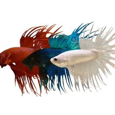 Libby Betta, Split-Tailed Betta M CROWNTAIL (Betta spl. male crowntail mix) XL