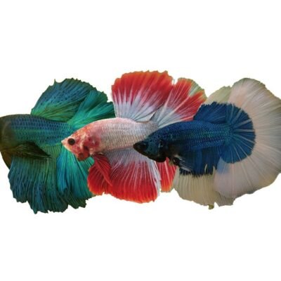 Halfmoon mix (XL)