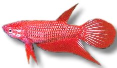 Libby Betta, Split-Tailed Betta (Betta spl. female mix) 3,5–4 cm