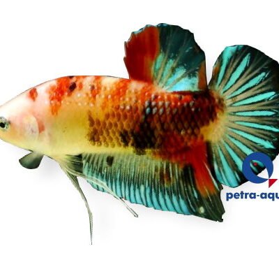 giant (6 - 8 cm)
