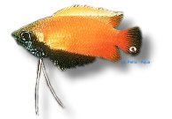 chuna (XL)