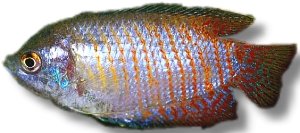 Dwarf Gourami (Colisa lalia) 4–5 cm