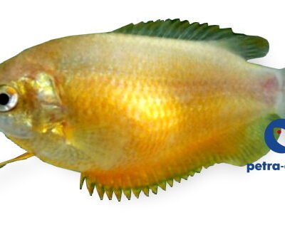 Peach Gourami (Colisa labiosa orange) 2,5–3 cm