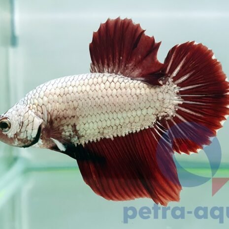 petra-7113