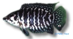 Banded Ctenopoma (Ctenopoma fasciolatum) 5–6 cm