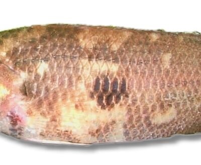 oxyrhynchum (3,5 - 4,5 cm)