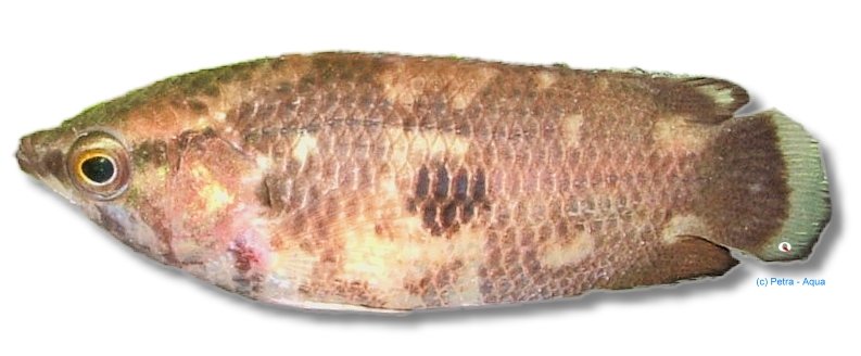 petra-7124 petra-7124