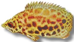 Spotted climbing perch (Ctenopoma acutirostre) 3,5–4,5 cm