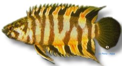 Ornate ctenopoma (Ctenopoma ansorgei) 3–4 cm