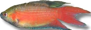 opercularis red (> 5.5 cm)