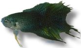 concolor (4 - 5 cm)