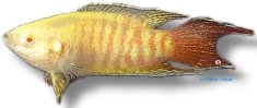 opercularis alb. (4 - 5 cm)