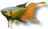 opercularis blue (> 5,5 cm)