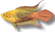Chinese Paradise Fish (Macropodus chinensis) 4–4,5 cm