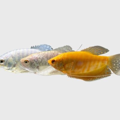 trichopterus mix (5 - 6 cm)