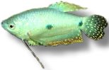 trichopterus trichop (4 - 5 cm)